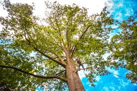 Okeechobee, FL Tree Services Company